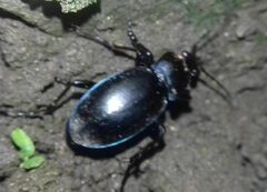 Carabus violaceus
