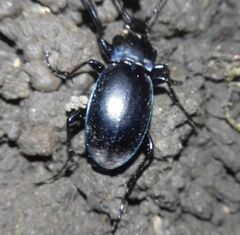 Carabus violaceus
