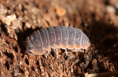 Armadillidiidae