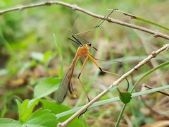 Harpobittacus tillyardi