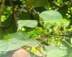 Chloropsis cyanopogon