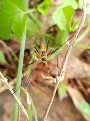 Harpobittacus tillyardi