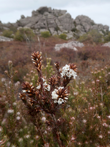 Image of Epacris lanuginosa by no rights reserved