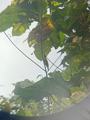 Chloropsis cyanopogon