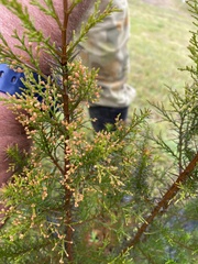 Callitris endlicheri