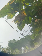 Chloropsis cyanopogon