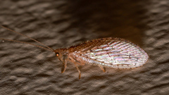 Micromus tasmaniae