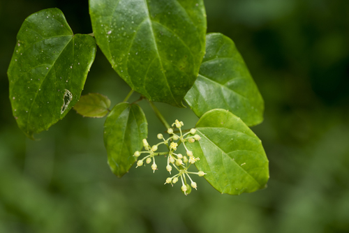 Cissus pteroclada, photograph 6