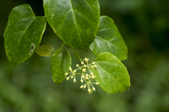 Cissus pteroclada