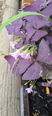 Oxalis
