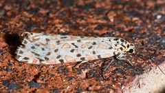 Utetheisa pulchelloides