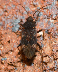 Neolethaeus tenebrosus
