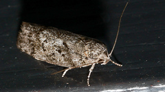 Philobota