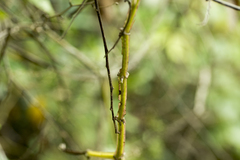 Cissus pteroclada