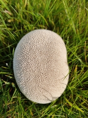 Lycoperdon utriforme