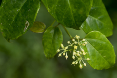 Cissus pteroclada