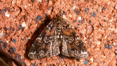 Elophila responsalis