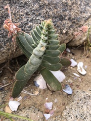 Crassula tomentosa