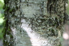 Frullania eboracensis