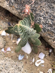 Crassula tomentosa