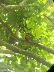 Chrysophlegma miniaceum