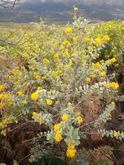 Stirtonanthus taylorianus