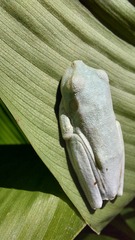 Boana platanera