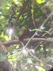 Chrysophlegma miniaceum