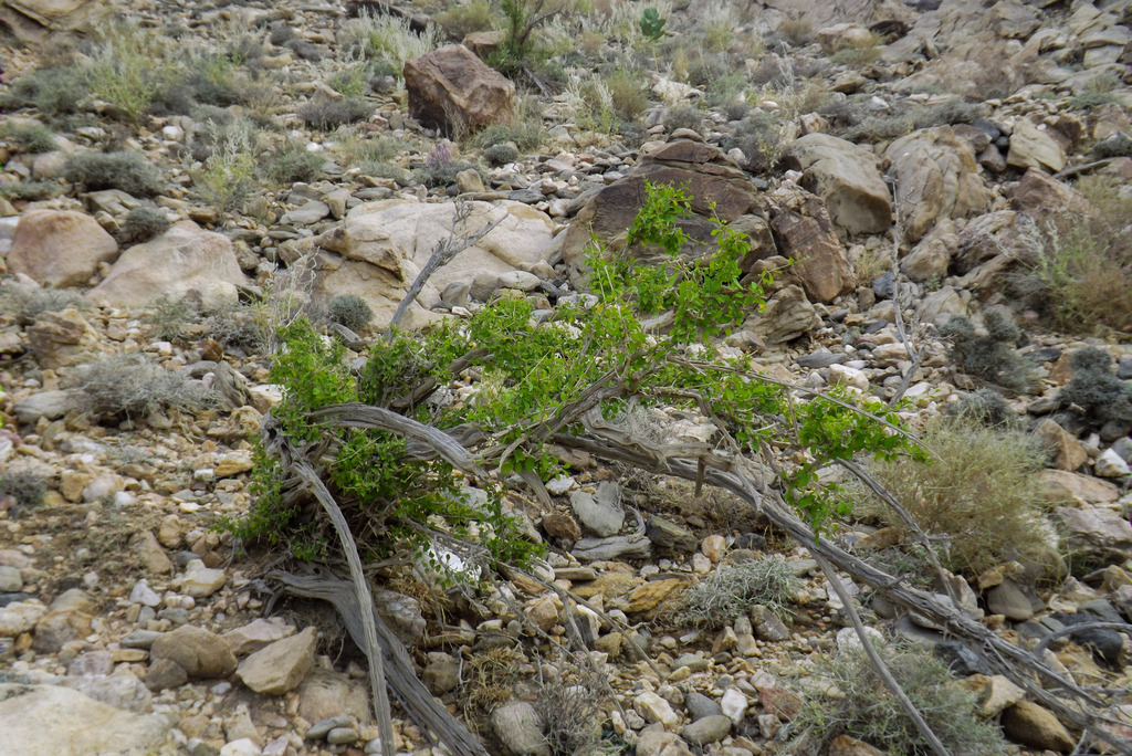 Premna resinosa