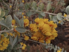 Stirtonanthus taylorianus