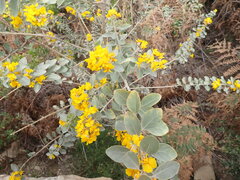 Stirtonanthus taylorianus