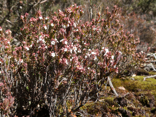 Image of Mountain Beard-Heath (Acrothamnus hookeri) by no rights reserved