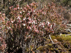 Acrothamnus hookeri