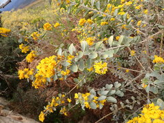 Stirtonanthus taylorianus