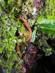 Bipalium monolineatum