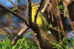 Crithagra mozambica