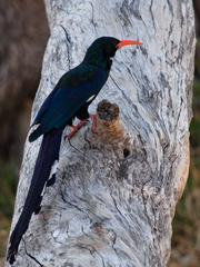 Phoeniculus purpureus