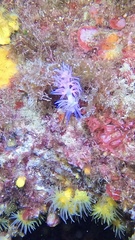 Flabellina affinis