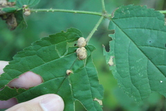 Neolasioptera farinosa