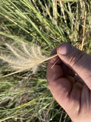 Bothriochloa laguroides