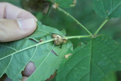 Neolasioptera farinosa