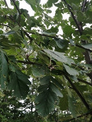 Scandosorbus intermedia