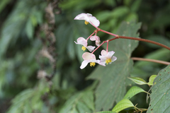 Begonia palmata