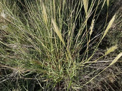 Bothriochloa laguroides