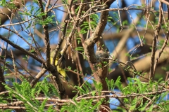 Crithagra mozambica