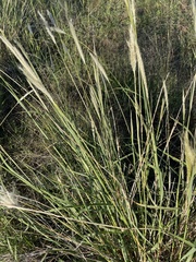 Bothriochloa laguroides