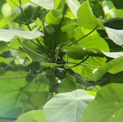 Hemicircus concretus