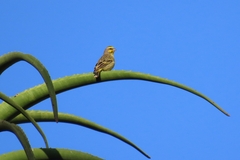 Crithagra mozambica