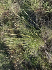 Bothriochloa laguroides