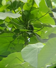 Hemicircus concretus